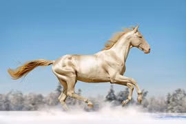 Loài ngựa quý hiếm, mồ hôi đỏ như máu, giới siêu giàu đều khao khát