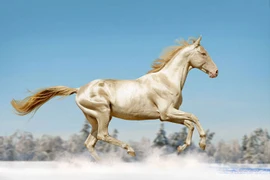 Loài ngựa quý hiếm, mồ hôi đỏ như máu, giới siêu giàu đều khao khát