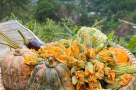 Loại hoa được ví như "rau toàn năng" giúp thanh nhiệt, kháng viêm, tiêu độc