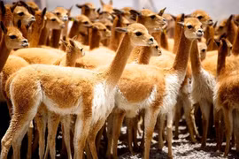 Độc đáo loài động vật sở hữu "áo giáp vàng", kháng cả nước lẫn lửa