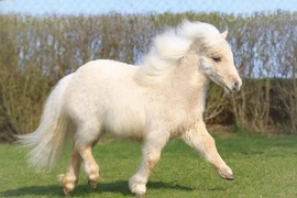 Thú vị loài ngựa lùn độc nhất thế giới, "nhỏ nhưng có võ"