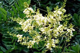 Lợi ích của hoa hòe đối với sức khỏe