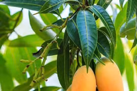 Tưởng thứ bỏ đi nhưng lá xoài mang lại vô vàn lợi ích sức khỏe