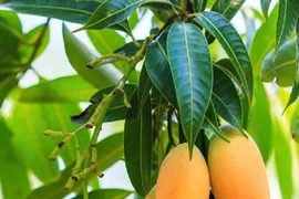 Tưởng thứ bỏ đi nhưng lá xoài mang lại vô vàn lợi ích sức khỏe