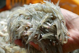 Loại cá nhỏ đặc sản trứ danh vùng sông Đà, cực giàu vitamin E