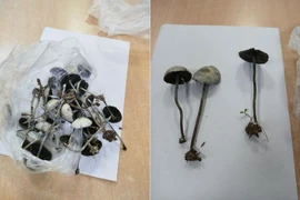 Loạn thần, ảo giác sau khi ăn nấm mọc trong vườn nhà