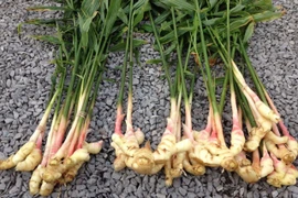 10 loại cây gia vị tốt cho sức khỏe, dễ trồng tại nhà