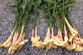 10 loại cây gia vị tốt cho sức khỏe, dễ trồng tại nhà