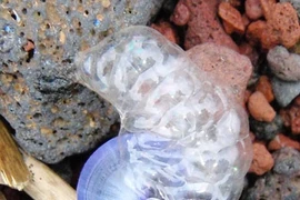 Top 10 loài ốc sên "tài năng siêu phàm" trên thế giới, bất ngờ số 2