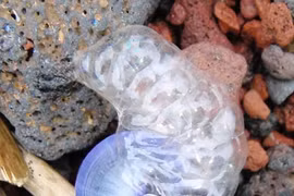 Top 10 loài ốc sên "tài năng siêu phàm" trên thế giới, bất ngờ số 2