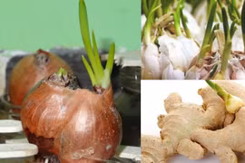 Loại củ mọc mầm "độc hơn thạch tín", tuyệt đối không nên ăn 