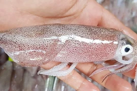 Mẹo phân biệt mực tươi và mực đông lạnh cực đơn giản