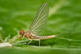 Loài động vật có tuổi thọ kém nhất thế giới, sống chưa đầy 1 ngày