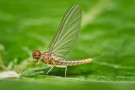 Loài động vật có tuổi thọ kém nhất thế giới, sống chưa đầy 1 ngày