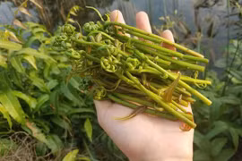 Loại rau dại ở miền Tây xưa bị 'ngó lơ', nay thành đặc sản khó cưỡng