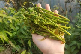 Loại rau dại ở miền Tây xưa bị 'ngó lơ', nay thành đặc sản khó cưỡng