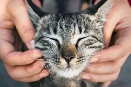 Cưng xỉu chú mèo được giải cứu trong gốc cây ở rìa khu rừng