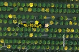 Video: Địa điểm hot rần rần ở miền Tây mỗi khi Tết đến 