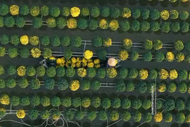 Video: Địa điểm hot rần rần ở miền Tây mỗi khi Tết đến 