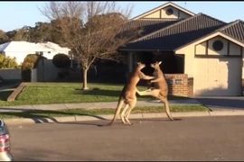 Tranh giành bạn tình, 2 chú chuột túi lao vào choảng nhau tay đôi