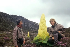 Video: Sự thật “cây thần Tây Tạng 400 năm nở hoa 1 lần“