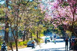 Video: Ngất ngây ngắm mai anh đào nở rộ trên xứ sở sương mù