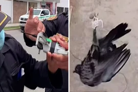 Video: Nghẹt thở giải cứu chim bồ câu mắc kẹt trên dây điện