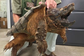 Video: Khiếp sợ thú cưng có hình hài như “quái vật”