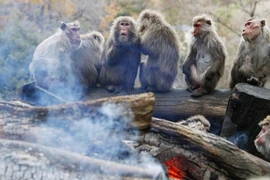 Video: Những hoạt động độc đáo của 'mỹ hầu vương' ai xem cũng mê