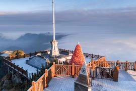 Video: Những cây thông Giáng sinh chỉ có ở Việt Nam