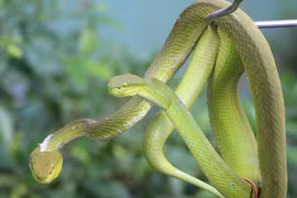 Video: Ớn lạnh hàng nghìn con rắn quấn trên cây ở Tiền Giang