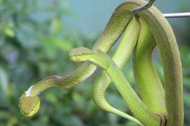 Video: Ớn lạnh hàng nghìn con rắn quấn trên cây ở Tiền Giang