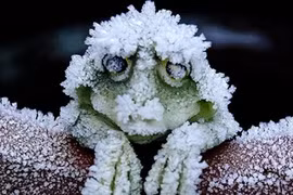 Khó tin những cách mà động vật áp dụng để sinh tồn 