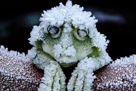 Khó tin những cách mà động vật áp dụng để sinh tồn 