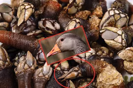 Video: “Đặc sản đến từ địa ngục” có gì đặc biệt?