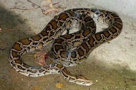 Video: Hải Phòng phát thông báo khẩn tìm trăn khủng xổng chuồng