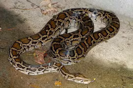 Video: Hải Phòng phát thông báo khẩn tìm trăn khủng xổng chuồng