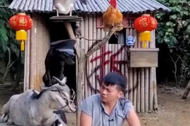 Nam ca sĩ bỏ phố lên rừng, nổi tiếng nhờ thú cưng biết pha trò