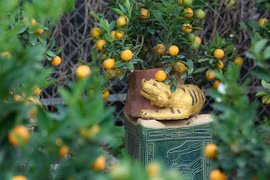 Video: Chi tiền triệu cho “hổ vàng ôm quất bonsai” để chơi Tết