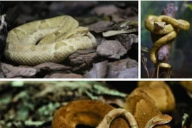 Lời nguyền ở nơi 1 mét vuông gặp 5 con rắn độc