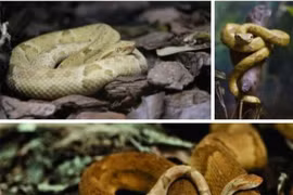 Lời nguyền ở nơi 1 mét vuông gặp 5 con rắn độc