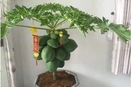 Video: Những ý tưởng cây chưng Tết độc nhất vô nhị 