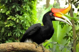 Video: Kinh ngạc 10 loài chim có chiếc mỏ kỳ quái nhất quả đất