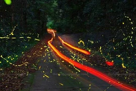 Video: Đắm mình trong “vũ điệu” ánh sáng của mùa đom đóm rừng Cúc Phương