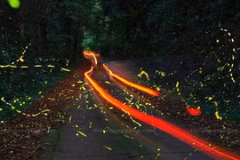 Video: Đắm mình trong “vũ điệu” ánh sáng của mùa đom đóm rừng Cúc Phương