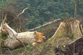 Quảng Bình: Đề nghị khởi tố vụ chặt phá 6ha rừng tự nhiên