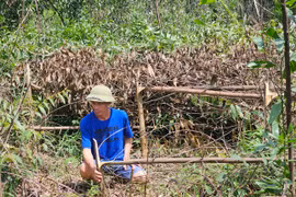 Nghệ An: Rừng keo của người dân bị kẻ xấu chặt phá tan nát