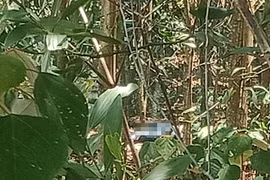 Hà Tĩnh: Phát hiện thi thể người đàn ông đang phân hủy ở rừng keo