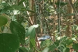 Hà Tĩnh: Phát hiện thi thể người đàn ông đang phân hủy ở rừng keo