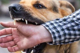 Người đàn ông tử vong do bệnh dại sau 4 tháng bị chó cắn
